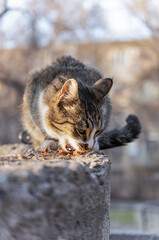 A young gray stray cat greedily eats wet food on a concrete fence, opening its toothy mouth. Vertical photo.