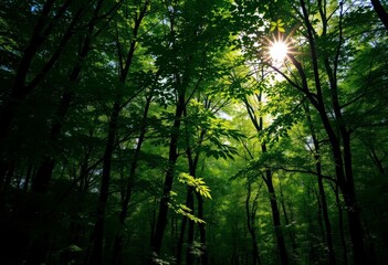 Obraz premium Deep green forest wallpaper with dappled sunlight filtering through leaves, nature, texture