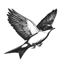 Obraz premium A detailed black and white illustration of a small bird in flight with wings spread wide showing intricate feather detail against a white background.