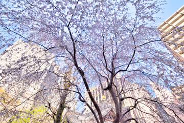 頂法寺の枝垂れ桜