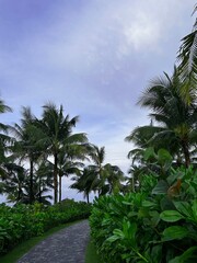 Palm trees on the beach. Green palm trees against a blue sky background