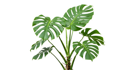 Obraz premium Green Monstera Leaves on White 