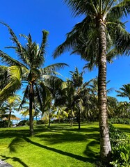 Palm trees on the beach. Green palm trees against a blue sky background