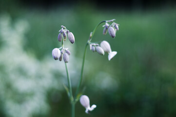 Summer landscape background with many beautiful flowers. Multicolored flowering summer meadow with Zinnia, Marigold, Cosmos, Black Eyed Susan, Midwest wildflower field.