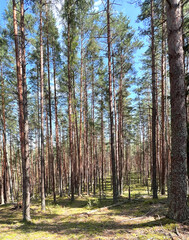 Tall pine trees in a forest under a sunny sky