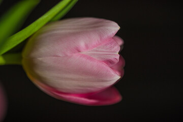 spring tulips in the garden for easter