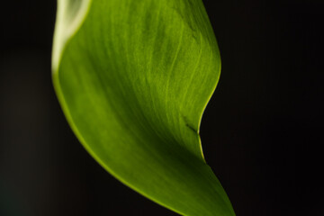 green leaf on black background