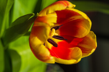 spring tulips in the garden for easter