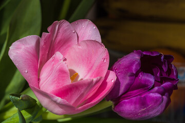 spring tulip close-up macro, easter