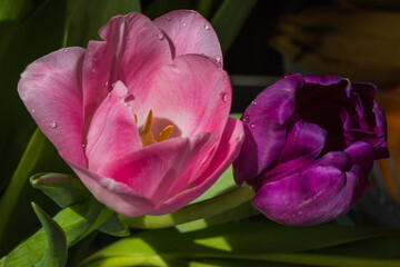 spring tulip close-up macro, easter