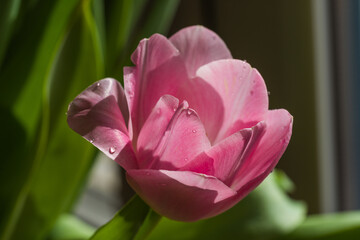 spring tulip close-up macro, easter