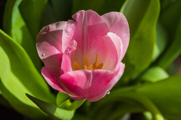 spring tulip close-up macro, easter