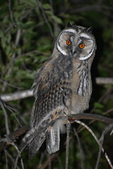 Long-tailed indistinct owl