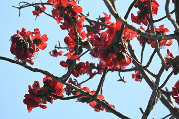 Bombax ceiba tree flower. Its common names  cotton tree, Malabar silk cotton tree, red silk cotton, red cotton tree, silk cotton tree and kapok.
