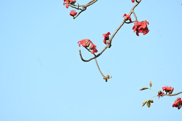 Bombax ceiba tree flower. Its common names  cotton tree, Malabar silk cotton tree, red silk cotton, red cotton tree, silk cotton tree and kapok.
