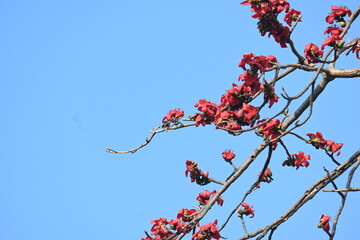 Bombax ceiba tree flower. Its common names  cotton tree, Malabar silk cotton tree, red silk cotton, red cotton tree, silk cotton tree and kapok.
