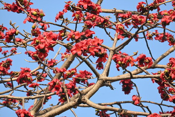 Bombax ceiba tree flower. Its common names  cotton tree, Malabar silk cotton tree, red silk cotton, red cotton tree, silk cotton tree and kapok.
