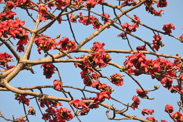 Bombax ceiba tree flower. Its common names  cotton tree, Malabar silk cotton tree, red silk cotton, red cotton tree, silk cotton tree and kapok.
