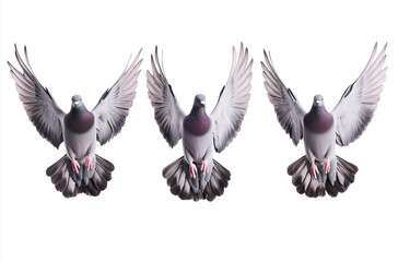 Naklejka premium Four Flying Pigeons in Side View – Realistic Stock Photo-Style High-Resolution Image on a White Background