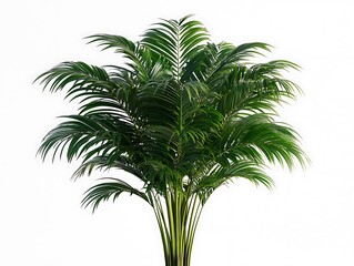 Obraz premium Lush green palm plant display home interior nature decor bright room aesthetic