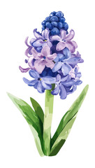 Obraz premium PNG Hyacinth flower flowers watercolor hyacinth.