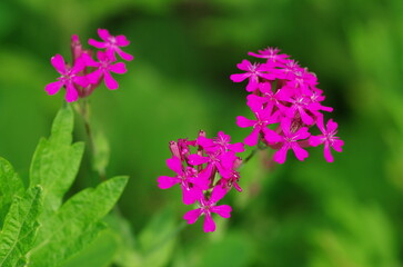 ムシトリナデシコの花
