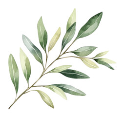 PNG Olive leaves leaf watercolor design.