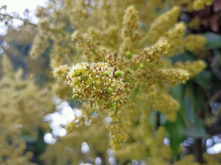 A close up shot of mango tree fruit sprouts and flowers. Mangifera indica commonly known as mango....