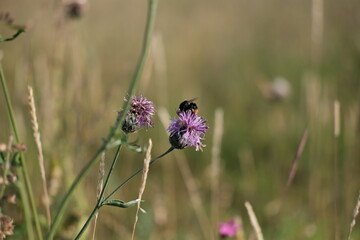 bee on thistle