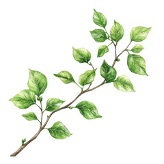 Obraz premium Watercolor painting of a green branch with leaves on black background Botanical illustration nature art spring leaves isolated on transparent background