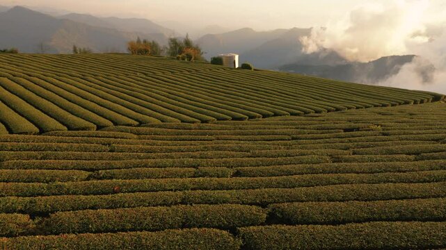 Lush green tea garden rows. Green tea plantations in Alishan at sunset,Taiwan.