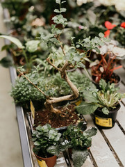 Exploring a variety of indoor plants at a local nursery during a sunny afternoon in spring