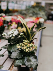 Colorful flower arrangement in a vibrant greenhouse showcasing various plant species and gardening supplies