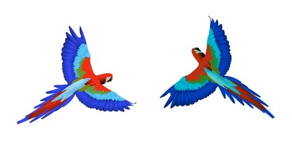 colorful hand of a bird © Abdur