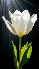Elegant minimalism  a white tulip in sunlight casting shadows on a black surface