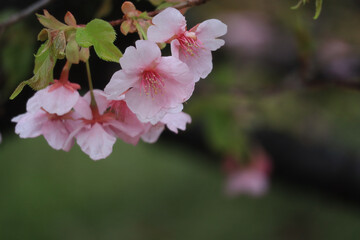 河津桜