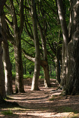 Fototapety na wymiar - Fototapeta24.pl