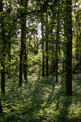 Fototapety na wymiar - Fototapeta24.pl