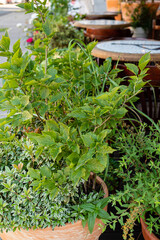 Lush green plants flourish in terracotta pots, adding life to a quaint outdoor dining space