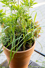 Lush greenery spills from a terracotta pot, showcasing various herbs thriving in sunlight
