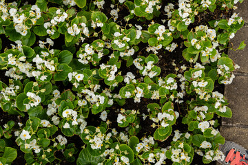 A garden bed filled with blooming white begonias showcases nature's vibrant colors and textures
