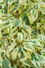 Green and cream leaves flourish in soft sunlight, displaying nature's beauty