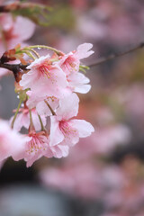 Obraz premium 河津桜