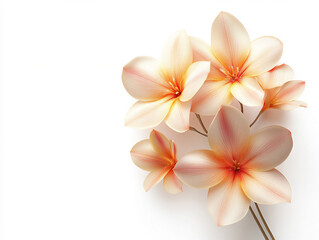 Fototapeta premium a ixia isolated on a white background, a high-resolution photograph,