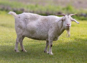 Pregnant Angora Goat Grazing in the Field. Morgan Hill, Santa Clara County, California.