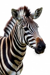 Close-up of a zebra's head and shoulders, against a stark white backdrop , wildlife photography, background