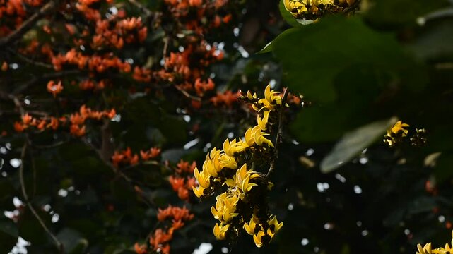 yellow and orange palash flower blossom in spring time in india