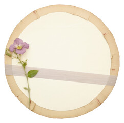 PNG  Petunia ephemera blossom flower plant.