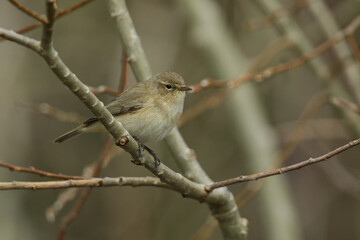 Obraz premium A Chiffchaff, Phylloscopus collybita, perched on a branch of a tree.