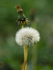 A dandelion seed head, also known as a dandelion clock, has a spherical fluffy structure composed of numerous white feathery seeds. It is fully formed and indicates that it is ready for seed dispersal